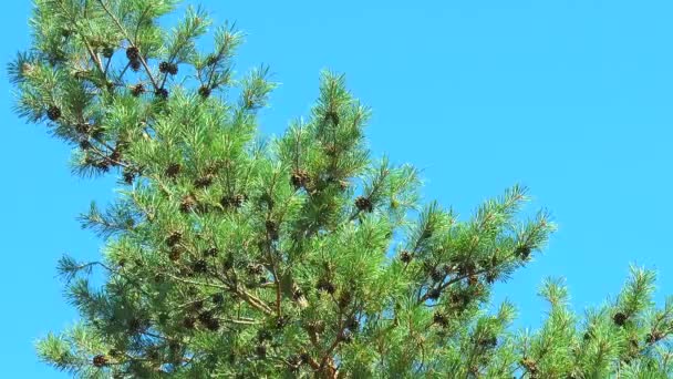 Un montón de conos de pino marrón en una rama — Vídeos de Stock