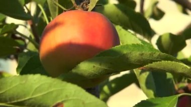 Apple ayar güneş tarafından aydınlatılmış