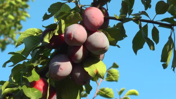 Ciruelas maduras en una rama — Vídeos de Stock