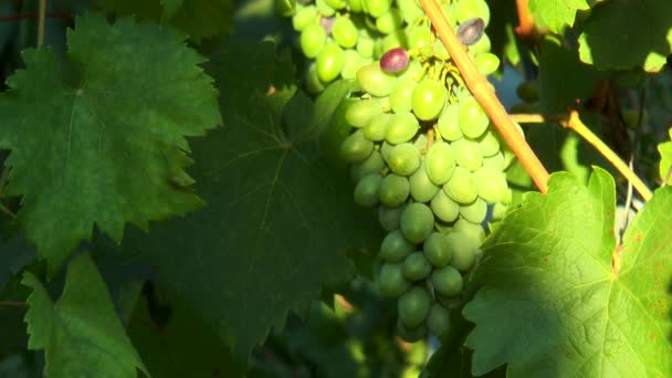 Brush unripe grapes — Stock Video