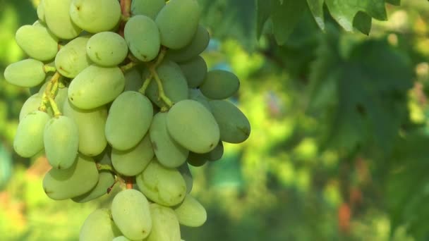 Bayas grandes de uva verde — Vídeos de Stock