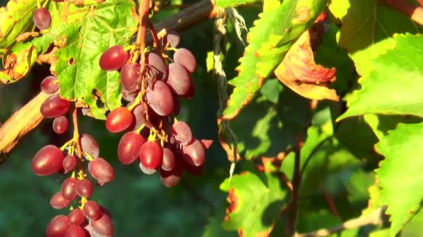 Красный виноград — стоковое видео