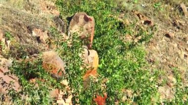 Kayaların arasında bitkiler büyümek