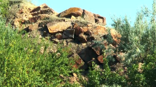 Arbres poussant dans les rochers — Video