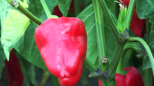 Pimienta roja en la rama — Vídeo de stock