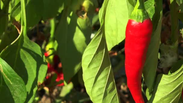 Piros chili paprika, a levelek — Stock videók