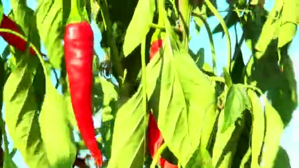 Red hot pepper on a branch — Stock Video