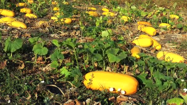 Большой желтый цуккини в саду — стоковое видео