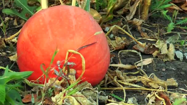 Citrouille dans le jardin — Video