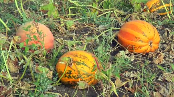 Calabazas maduras en el jardín — Vídeo de stock