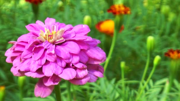 Flor de outono rosa — Vídeo de Stock