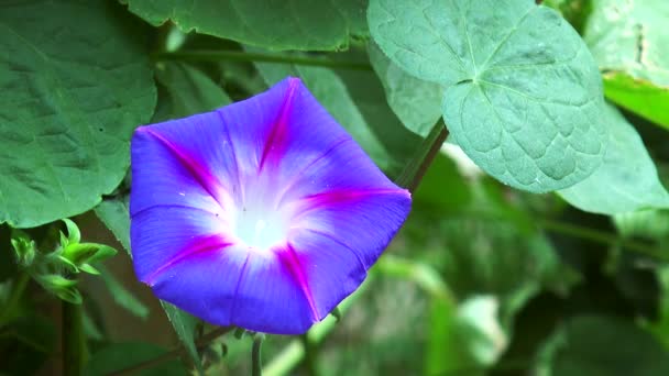 Flori albastru legare — Videoclip de stoc