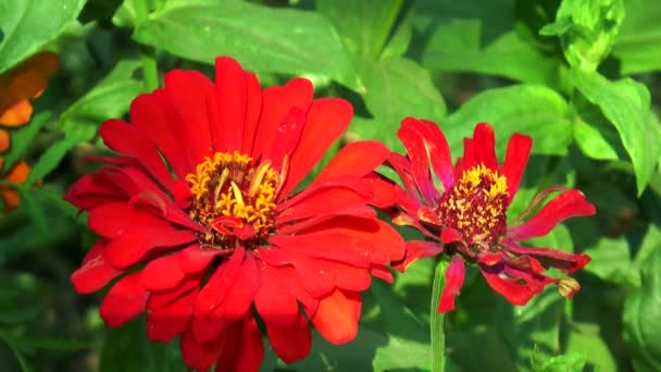 Червоні Осінні квіти — стокове відео