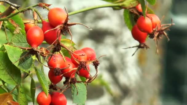 Rose hips on branch — Stock Video