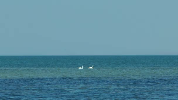 Dois cisnes flutuando no mar — Vídeo de Stock