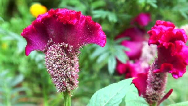Celosia cristata roja — Vídeo de stock