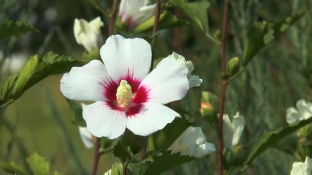 Árbol de arbusto de hibisco blanco — Vídeos de Stock