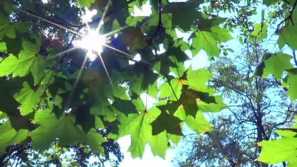 Strålar solen genom bladen av en lönn — Stockvideo