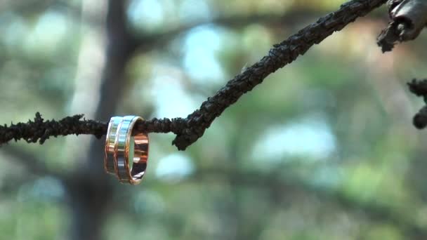 Dos anillos de oro de boda colgando de una rama — Vídeo de stock