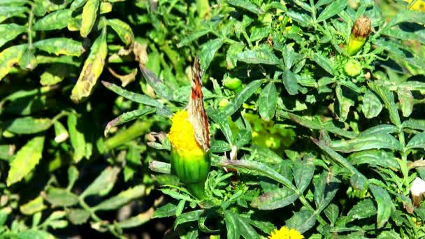 Mariposa abigarrada se sienta en una flor amarilla — Vídeo de stock