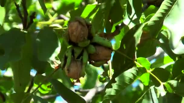 Nueces maduras en una cáscara rota — Vídeos de Stock