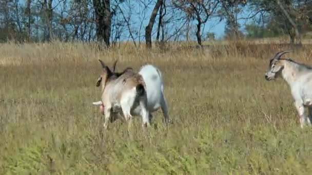 Cabra peleadora con cuernos y sin cuernos — Vídeo de stock