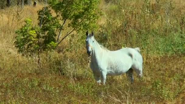 Cheval blanc attaché dans une herbe sèche — Video