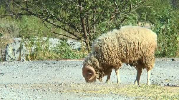 Horned sheep collects food — Stock Video