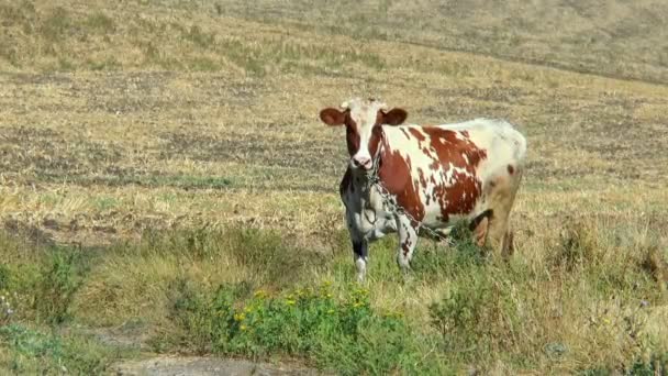 Gefleckte Kuh auf einem Feld an einer Kette — Stockvideo
