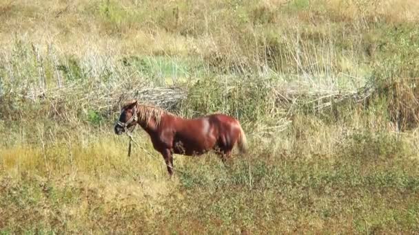 Cavallo bruno legato in un'erba secca — Video Stock