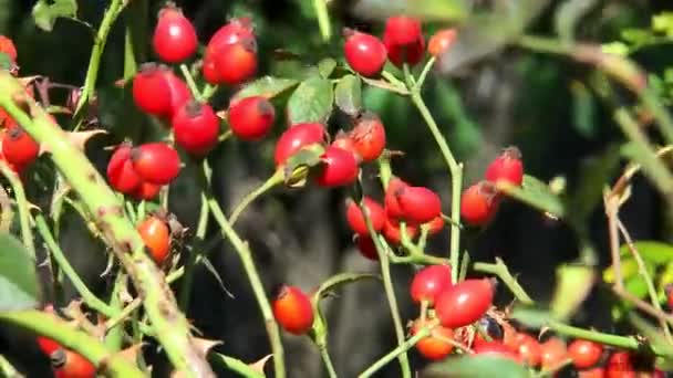 Cespuglio con rosa canina rossa — Video Stock