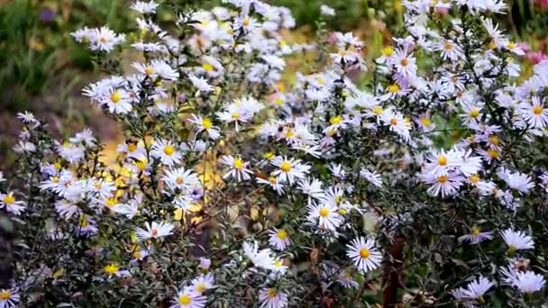 Bijen zijn vliegen over de blauwe herfst bloemen — Stockvideo