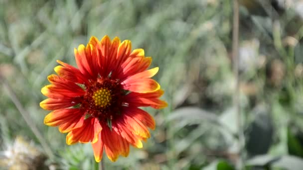 Flor de equinácea otoño — Vídeos de Stock