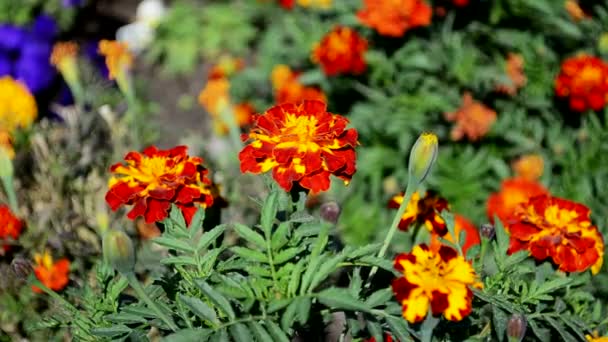 Flores de calêndula — Vídeo de Stock