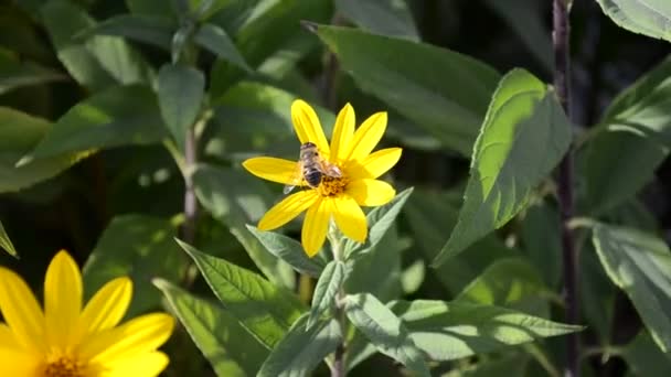 Желтый осенний цветок, на котором сидит пчела — стоковое видео