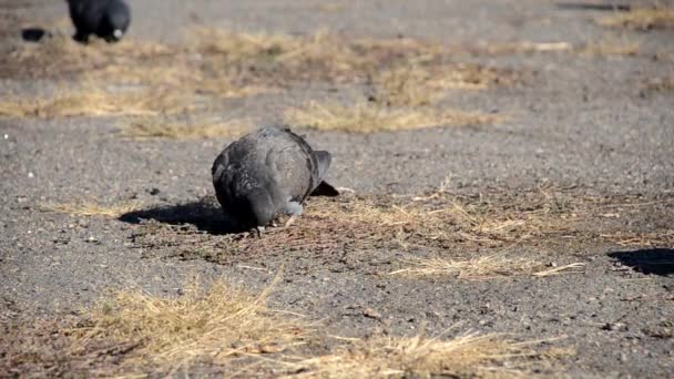 Pigeon à la recherche de nourriture — Video