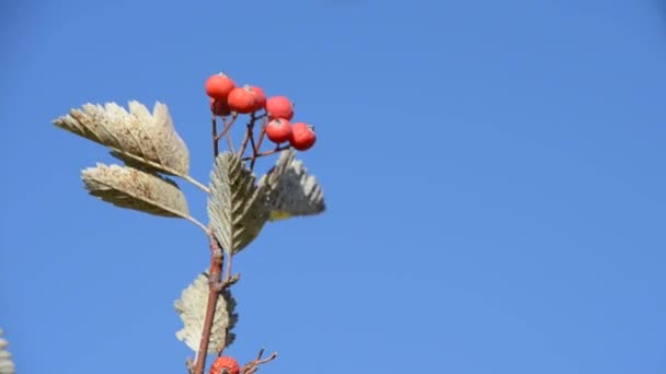 A branch of mountain ash on a blue sky background — Stock Video