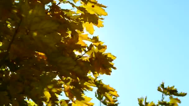 Le soleil brille à travers les feuilles jaunes 