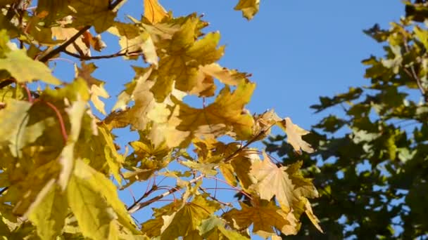 Žluté podzimní listí proti modré obloze — Stock video