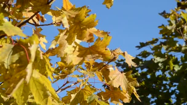 Hojas amarillas de otoño contra el cielo azul — Vídeos de Stock