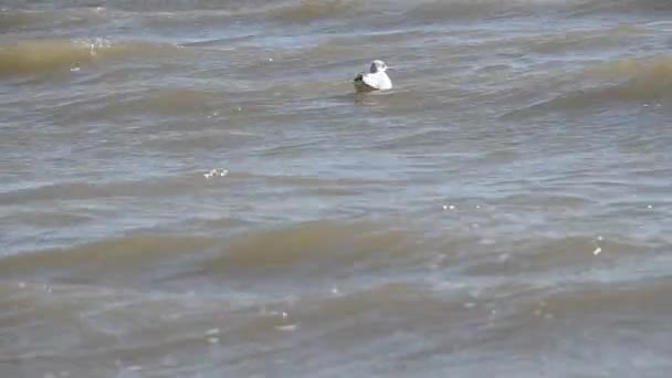 Seagull floating among the waves — Stock Video