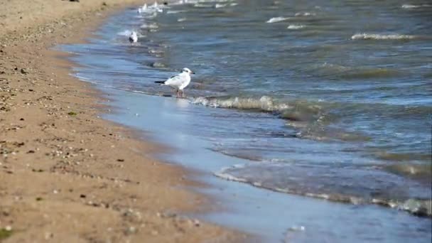 Чайка на пляжі — стокове відео