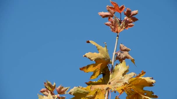 Ветка с осенними листьями против голубого неба — стоковое видео