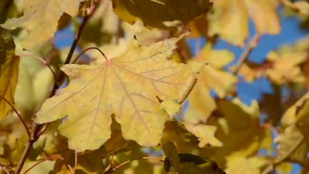 Gelber Herbst-Ahorn blättert im Wind — Stockvideo