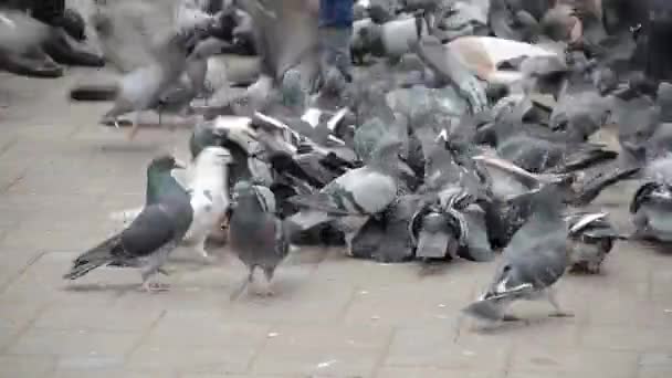 Uma criança apanha um pombo — Vídeo de Stock