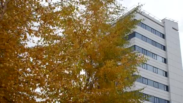 Arbres d'automne et centre d'affaires — Video