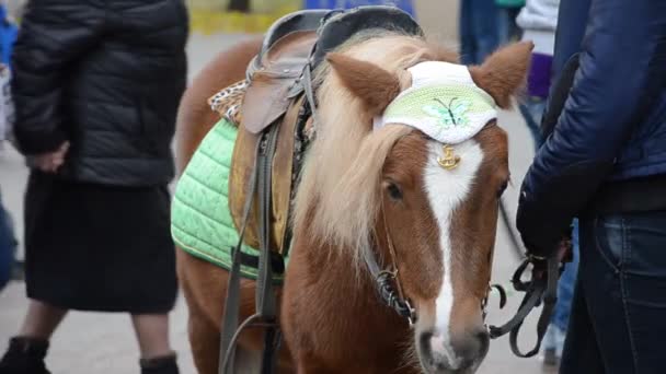 Pony bajo silla de montar — Vídeos de Stock