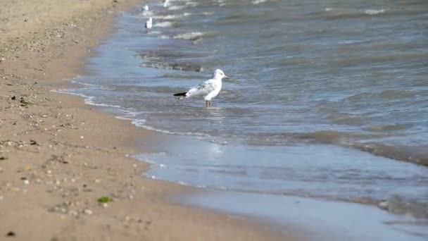 Möwe am Strand, an dem der Wind weht — Stockvideo