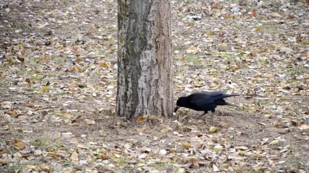 Corbeau cherche de la nourriture dans les feuilles tombées — Video