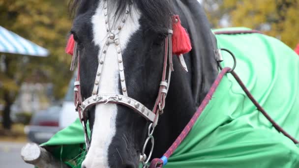 Cabeça de cavalo close-up — Vídeo de Stock